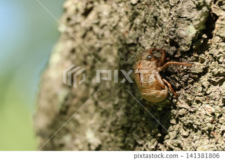 Nogikawa Park: Cicada exoskeletons left on a tree Nogikawa Park: Cicada exoskeletons left on a tree 141381806
