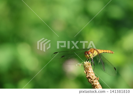 Nogikawa Park: A dragonfly perched on the tip of a tree branch. Nogikawa Park: A dragonfly perched on the tip of a tree branch. 141381810