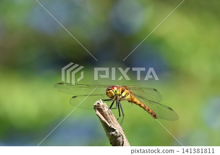 Nogikawa Park: A dragonfly perched on the tip of a tree branch. Nogikawa Park: A dragonfly perched on the tip of a tree branch. 141381811