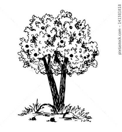 Hand drawn vector illustration with black outline in engraving style. Garden fruit tree, apples, grass. For labels, prints. Element of nature. Sketch in ink. Growing plants. Hand drawn vector illustration with black outline in engraving style. Garden fruit tree, apples, grass. For labels, prints. Element of nature. Sketch in ink. Growing plants. 141381818