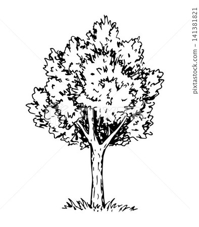 Hand-drawn vector illustration with black outline in engraving style. Nature, landscape. Deciduous tree isolated on a white background. The element of the forest. 141381821
