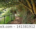 A road on Nonoshima Island in the Urato Islands, with a canopy of tree branches (Shiogama City, Miyagi Prefecture) 141381912