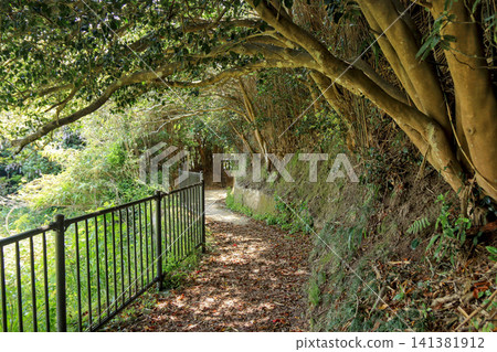 A road on Nonoshima Island in the Urato Islands, with a canopy of tree branches (Shiogama City, Miyagi Prefecture) A road on Nonoshima Island in the Urato Islands, with a canopy of tree branches (Shiogama City, Miyagi Prefecture) 141381912