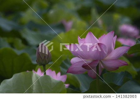風景與蓮花 141382003