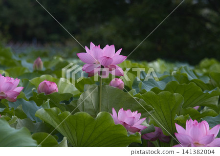 Lotus flower blooming gracefully Lotus flower blooming gracefully 141382004