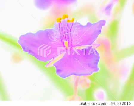 白花紫露草(Tradescantia virginiana with white tamena hairs (afw20260704101717)) 白花紫露草(Tradescantia virginiana with white tamena hairs (afw20260704101717)) 141382010