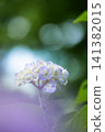 Hydrangeas with beautiful bokeh, evoking the charm of early summer. 141382015