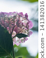 The gorgeous hydrangea petals viewed from below 141382016