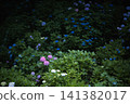 Beautiful clusters of hydrangeas spread across the garden in early summer. 141382017