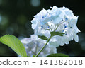 Beautiful hydrangeas blooming in the early summer sunshine 141382018