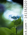 Hydrangea flowers bathed in the soft light of early summer 141382020