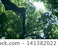 The scenery of the forest and the fresh green branches shining in the sunlight filtering through the trees. 141382022