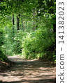 A healing mountain trail landscape enveloped in deep green. 141382023