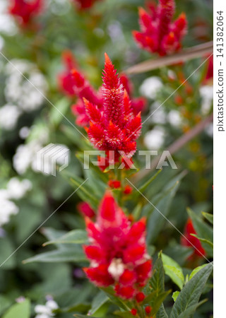 Celosia flowers are in bloom. The scientific name is Celosia argentea. Celosia flowers are in bloom. The scientific name is Celosia argentea. 141382064