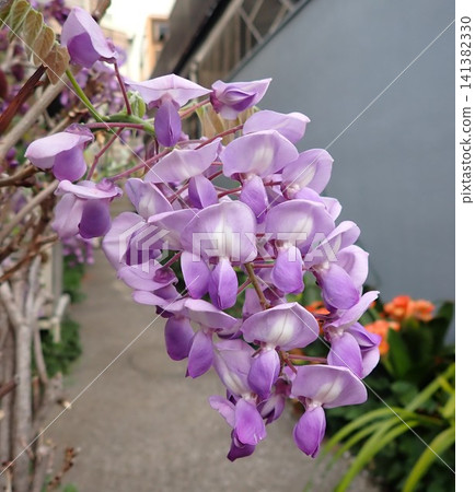 紫藤花盛開,紫羅蘭盛開 紫藤花盛開,紫羅蘭盛開 141382330