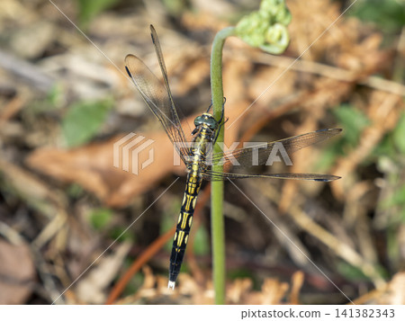 A female Common Skimmer dragonfly perched on a blade of grass. 141382343