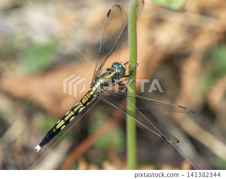A female Common Skimmer dragonfly perched on a blade of grass. A female Common Skimmer dragonfly perched on a blade of grass. 141382344