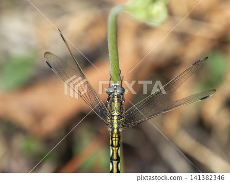 A female Common Skimmer dragonfly perched on a blade of grass. A female Common Skimmer dragonfly perched on a blade of grass. 141382346