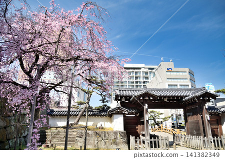 Weeping cherry tree at the main gate of Wakayama Castle [Wakayama City, Wakayama Prefecture] 141382349