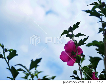 A scene of pink flower petals translucent in the light against a summer sky. A scene of pink flower petals translucent in the light against a summer sky. 141382734