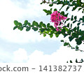 Deep pink crape myrtle trees stand out against the summer sky, surrounded by expansive open space. 141382737