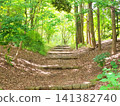A forest of fresh greenery bathed in dappled sunlight and a beautiful walking path leading further into the distance. 141382740