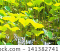 The young lotus leaves and stems on the water's surface, glistening in the sunlight. 141382741