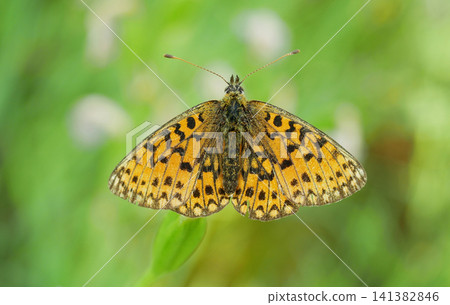 Small pearl bordered fritillary Boloria selene butterfly beautiful dorsal view o rare, vulnerable species resting on a plant leaf take nectar from flowers bramble and thistles in meadow wetland spread Small pearl bordered fritillary Boloria selene butterfly beautiful dorsal view o rare, vulnerable species resting on a plant leaf take nectar from flowers bramble and thistles in meadow wetland spread 141382846