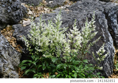 Natia-awamorishouma, a dwarf variety of Awamorishouma native to Wakayama Prefecture, features beautiful white flower clusters. Natia-awamorishouma, a dwarf variety of Awamorishouma native to Wakayama Prefecture, features beautiful white flower clusters. 141382851
