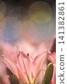 Pink lilies enveloped in a dreamy bokeh effect at Iide Donden-daira Lily Garden (Iide Town, Yamagata Prefecture). 141382861