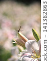 A red dragonfly perches on a white lily bud: A summer scene at Iide Donden-daira Lily Garden in Yamagata Prefecture. 141382863