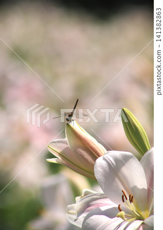 A red dragonfly perches on a white lily bud: A summer scene at Iide Donden-daira Lily Garden in Yamagata Prefecture. 141382863