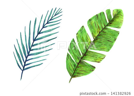 Hand drawn watercolor palm leaves isolated on white background. Bright green, light blue date and banana tropical foliage. For cards, prints, labels, stickers. Hand drawn watercolor palm leaves isolated on white background. Bright green, light blue date and banana tropical foliage. For cards, prints, labels, stickers. 141382926