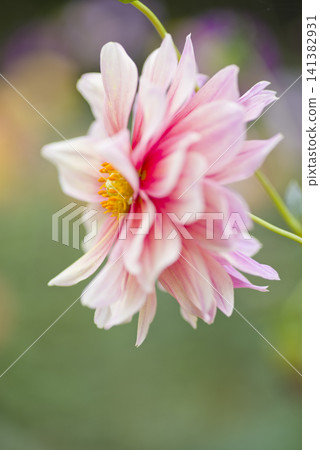 Pink dahlia flowers are in bloom. Pink dahlia flowers are in bloom. 141382931