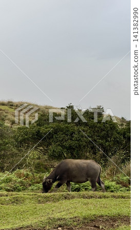 Water buffalo feeding among tall grass on a cloudy day Water buffalo feeding among tall grass on a cloudy day 141382990