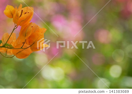 Bougainvillea bathed in soft light Bougainvillea bathed in soft light 141383089