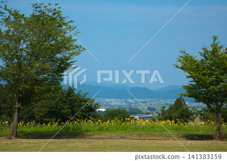 Sunflower season 141383159