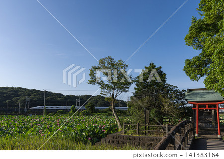 在東之池(大磯)可以同時拍攝蓮花和新幹線子彈列車。 在東之池(大磯)可以同時拍攝蓮花和新幹線子彈列車。 141383164