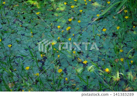 Marsh marigolds in Yawata Marsh Marsh marigolds in Yawata Marsh 141383289