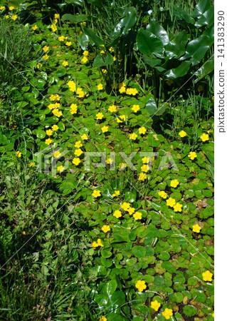 Marsh marigolds in Yawata Marsh 141383290