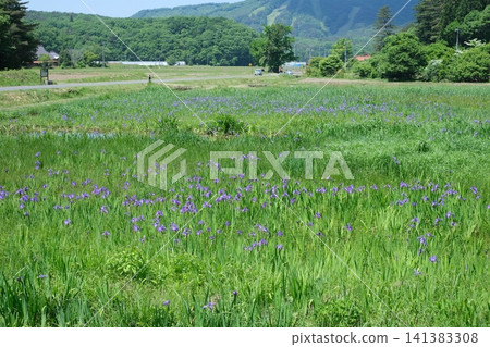 八幡高原的鳶尾花 八幡高原的鳶尾花 141383308