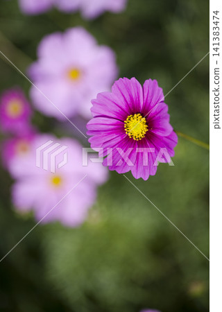 波斯菊在波斯菊領域盛開。 波斯菊在波斯菊領域盛開。 141383474