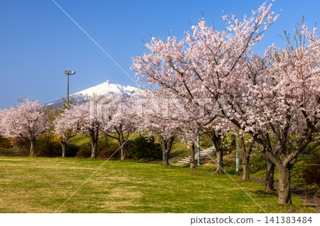 A row of Somei Yoshino cherry trees and the view of snow-capped Mt. Iwaki at Iwakigawa Tsuruju Sakurazutsumi Park in Tsuruta Hayase, Tsuruta-machi, Kitatsugaru-gun, Aomori Prefecture. A row of Somei Yoshino cherry trees and the view of snow-capped Mt. Iwaki at Iwakigawa Tsuruju Sakurazutsumi Park in Tsuruta Hayase, Tsuruta-machi, Kitatsugaru-gun, Aomori Prefecture. 141383484