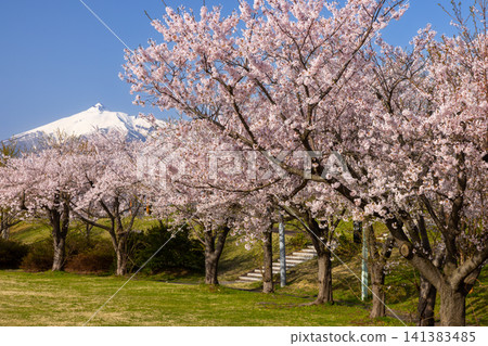 A row of Somei Yoshino cherry trees and the view of snow-capped Mt. Iwaki at Iwakigawa Tsuruju Sakurazutsumi Park in Tsuruta Hayase, Tsuruta-machi, Kitatsugaru-gun, Aomori Prefecture. 141383485