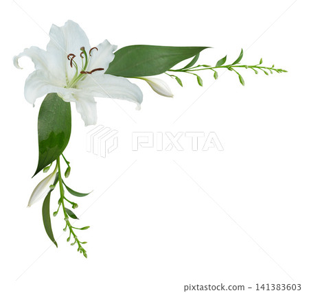 White lily flower corner border arrangement isolated on white background. White lily flower corner border arrangement isolated on white background. 141383603