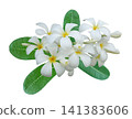 White plumeria frangipani flowers isolated on white background. 141383606