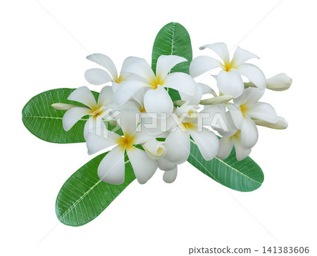 White plumeria frangipani flowers isolated on white background. White plumeria frangipani flowers isolated on white background. 141383606