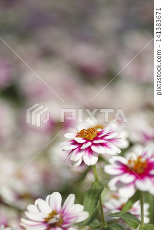 There are lots of white zinnia flowers blooming in the park. There are lots of white zinnia flowers blooming in the park. 141383671