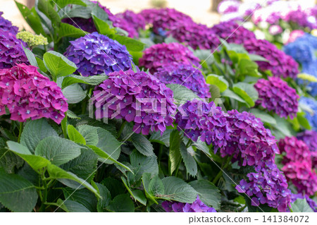 Purple and blue Hydrangea macrophylla hedge with soft bokeh Purple and blue Hydrangea macrophylla hedge with soft bokeh 141384072