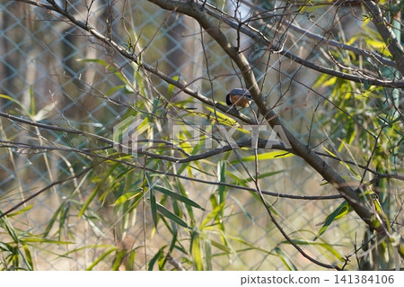 A bird A bird 141384106